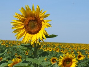 sunflowers-714252_640